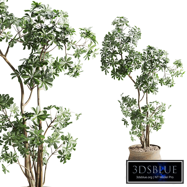 schefflera tree in pot