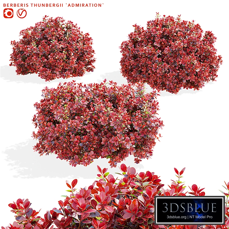 Barberry Thunbergii Admiration | Berberis thunbergii Admiration