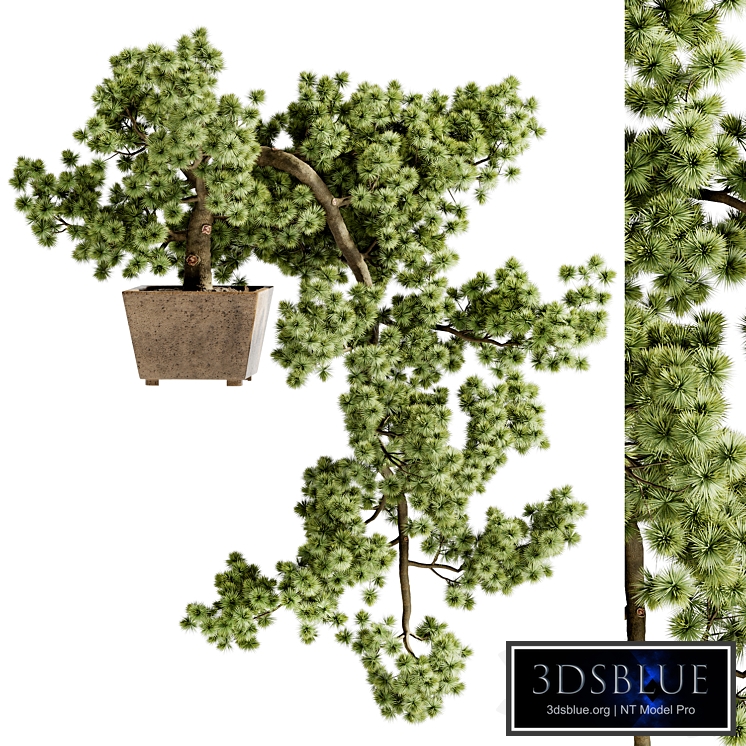 Indoor Bonsai Plants 77