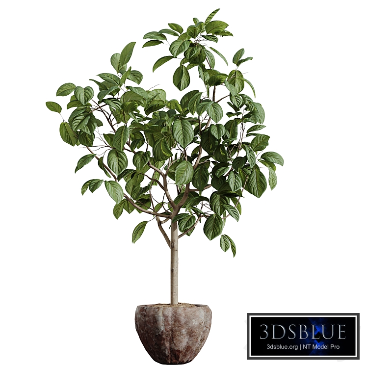 AV HousePlants Japandi Decorative Minimalism Ficus Dracaena Marginata 07