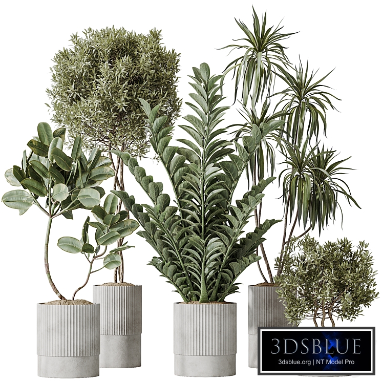 AV Indoor plants set 198 Arbequina Olive and Lemon Lime Cane Dragon and Zamiifolia Aracea and Ficus Elastica Abidjan