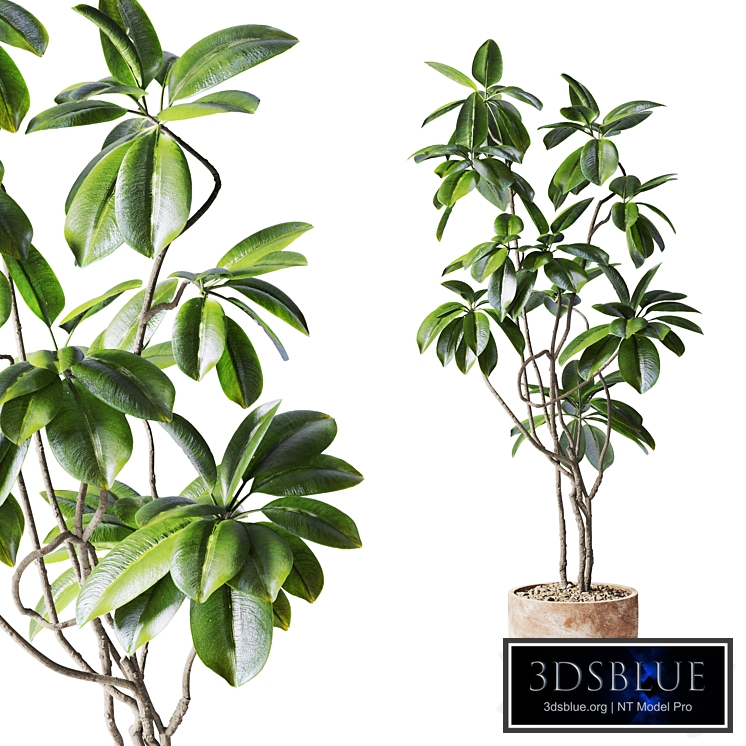 ficus tree in planter
