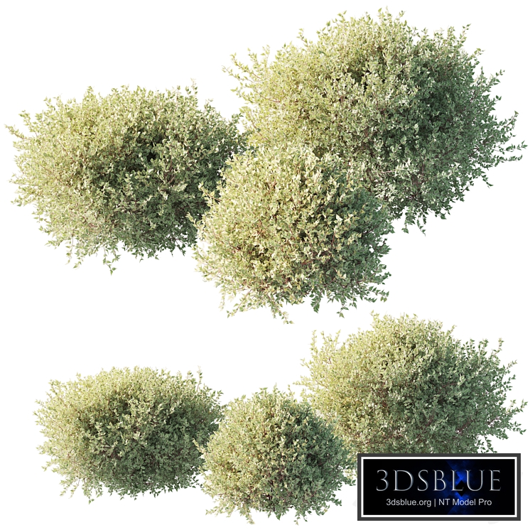 White dogwood / Cornus alba 001