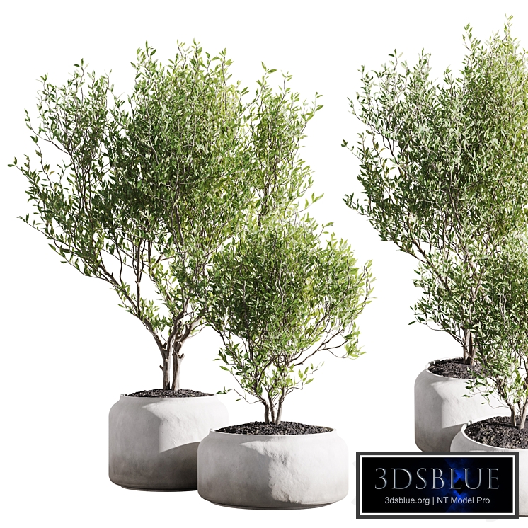 Set of indoor living plants in pots 43