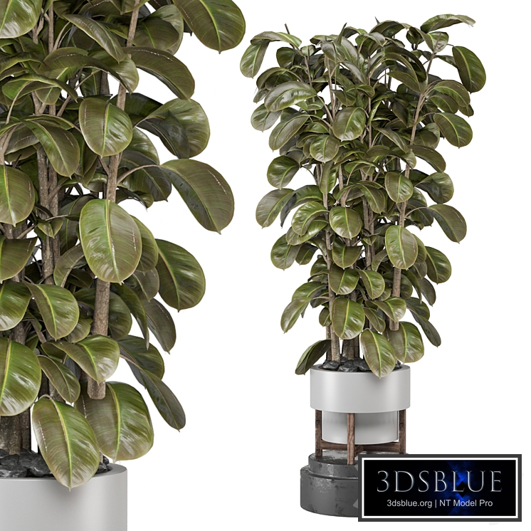 Indoor Plants Collection 1765
