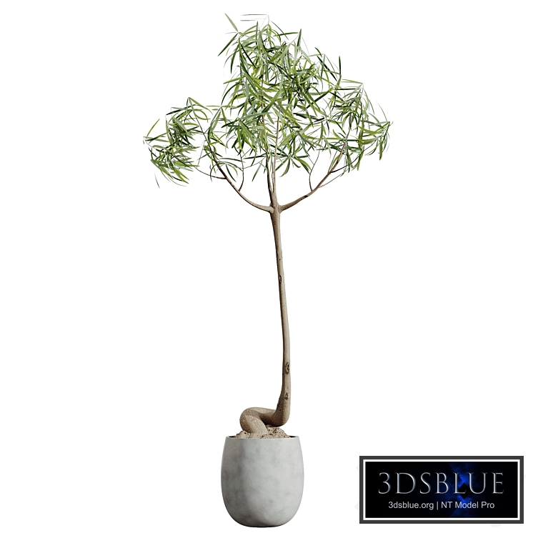 AV HousePlants Japandi Decorative Minimalism Ficus Dracaena Marginata19