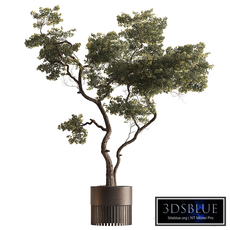 Indoor Plant 908 - Miniature Boxwood