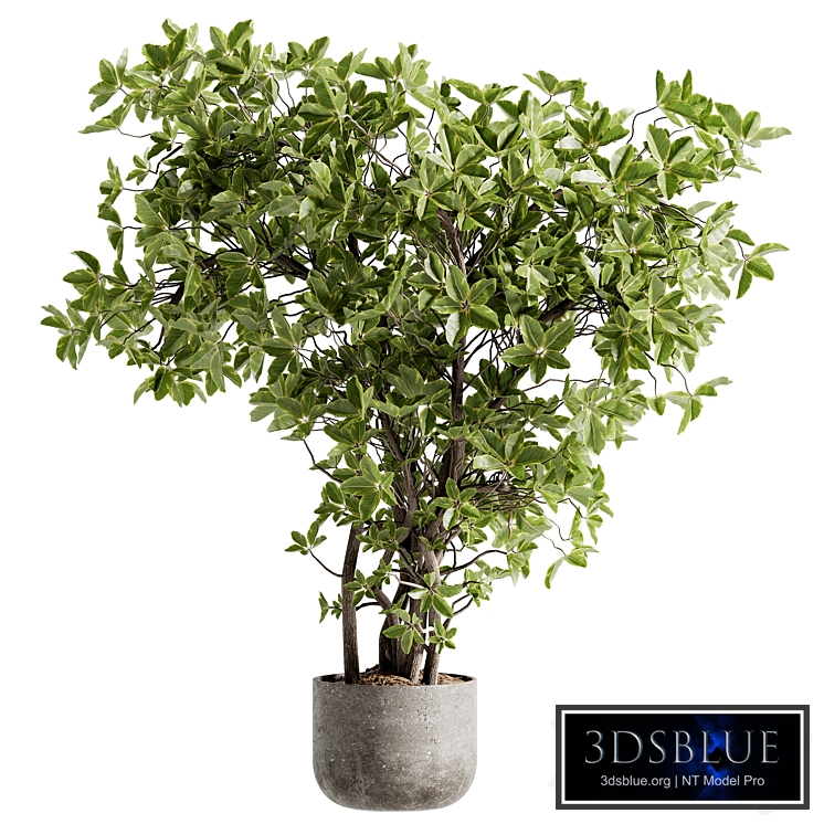 Indoor Bonsai Plants 106