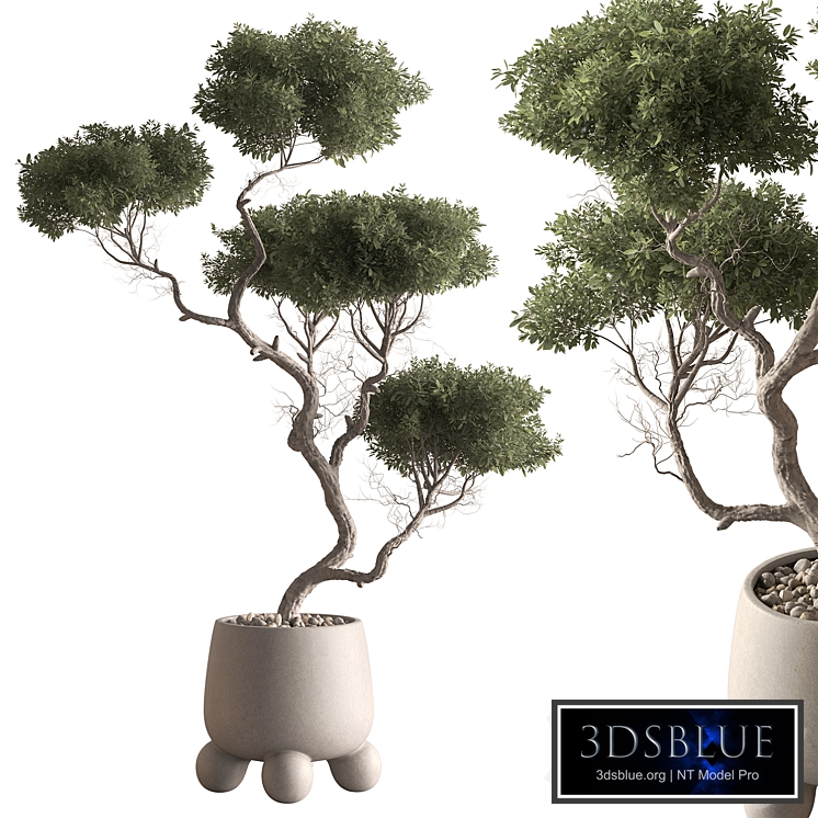 Indoor Plant 915 - Miniature Boxwood
