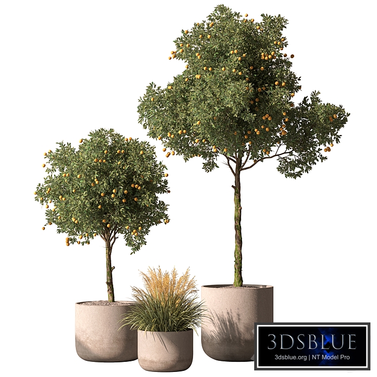 Outdoor Plant 698 - Lemon Tree