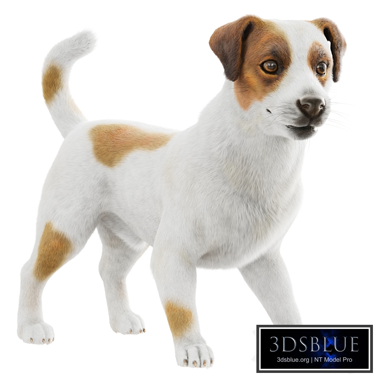 Jack Russell Terrier Dog