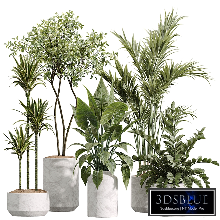 AV Indoor Plants Set 234 Areca Palm Lemon Lime Cane Dragon Zamiifolia Alocasia Eucalyptus