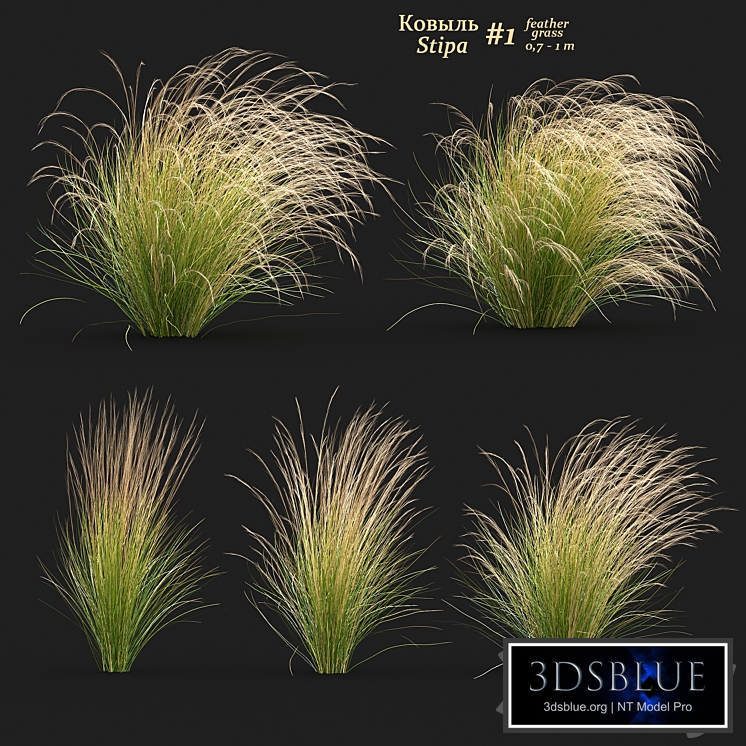 Stipa / Feather grass #1