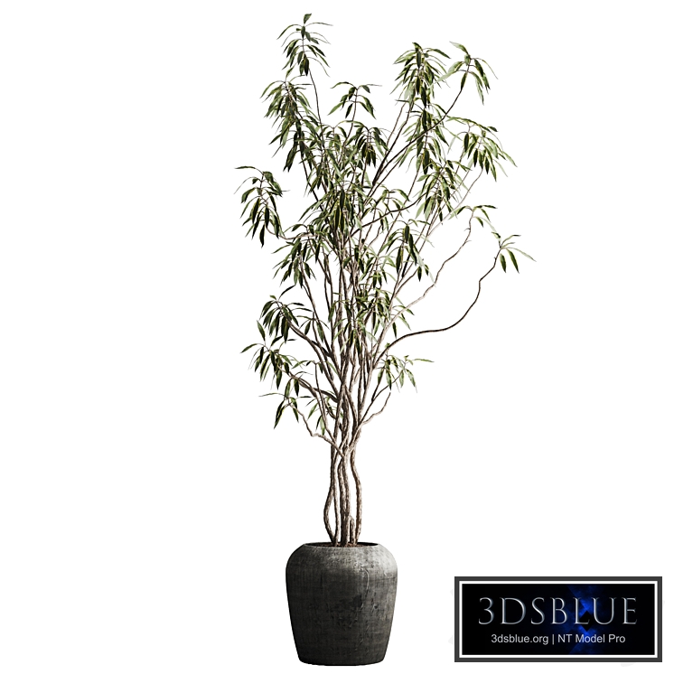 song of india tree in planter
