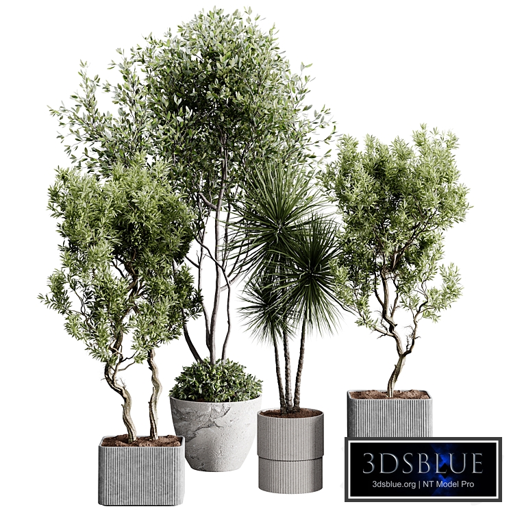 indoor plants 123 - plant collections in pot
