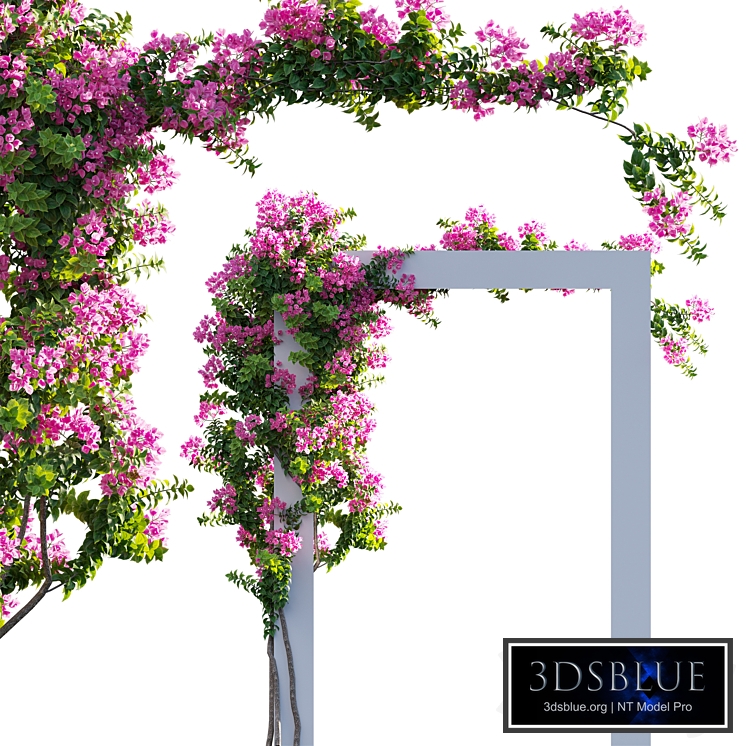 Bougainvillea - Paper Flower 03
