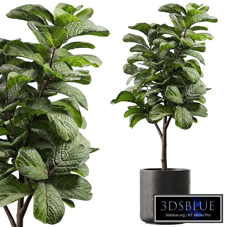 Ficus Lyrata