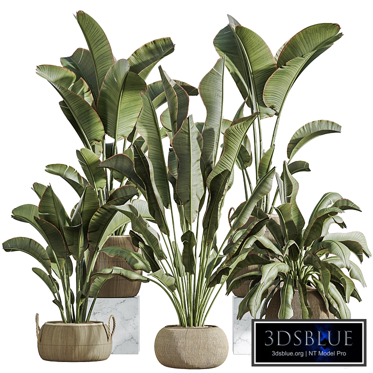 AV Indoor Plants Set 285 Ravenala Banana Strelitzia Nicolai Bird Of Paradise Set