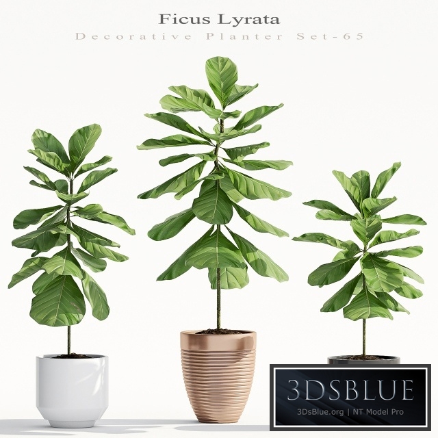 Ficus Lyrata (Plant 65)