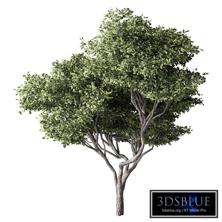 Tree Set.244