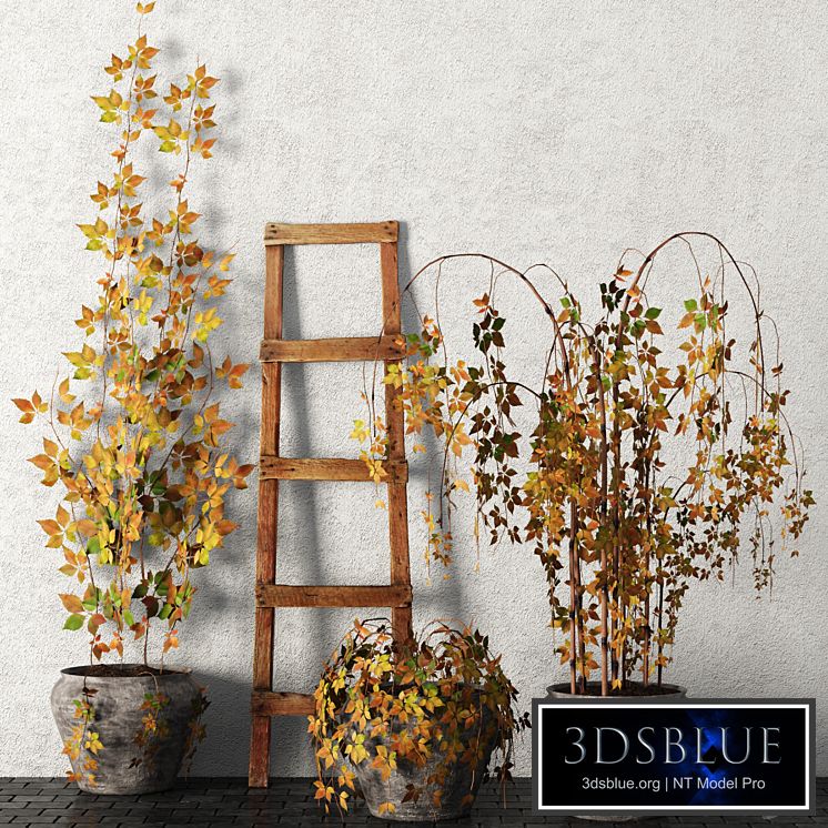 Plants in pots. Autumn, leaves, hanging plants, pot, flowerpot, outdoor