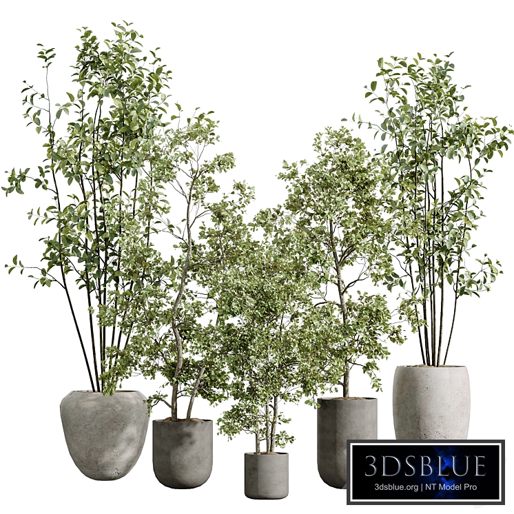 AV Indoor Plants Set 326 Europaea Olive Eucalyptus and Mission Arbequina Olive