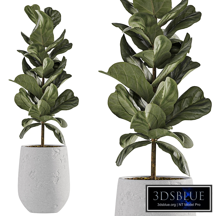 Fiddle leaf fig (Ficus Lyrata) 05