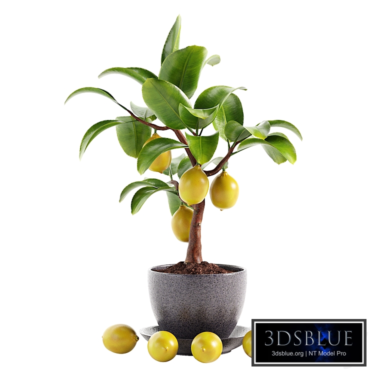Mini Lemon Tree