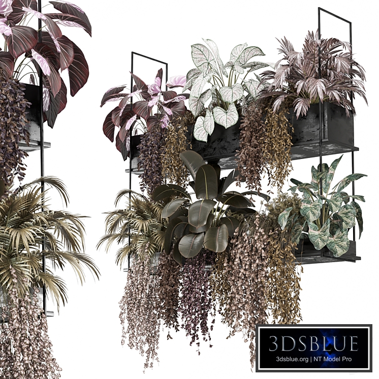 indoor plants collection 2130