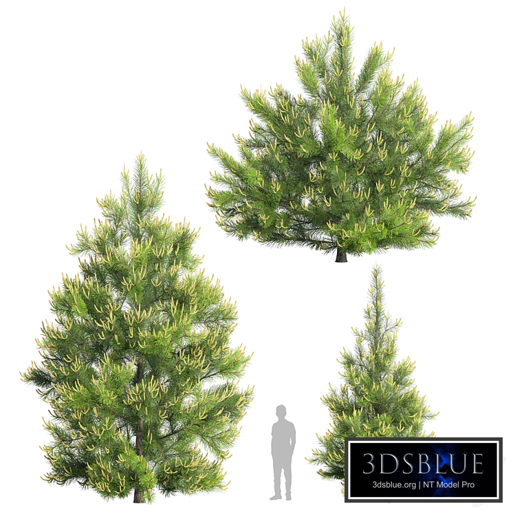 Pinus Nigra