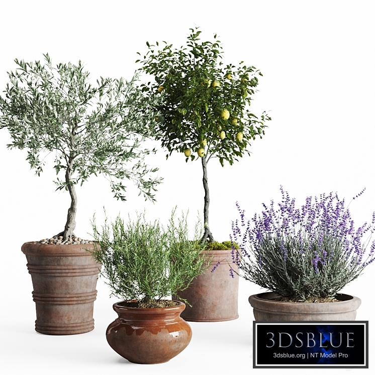 Mediterranean set of potted plants for the terrace