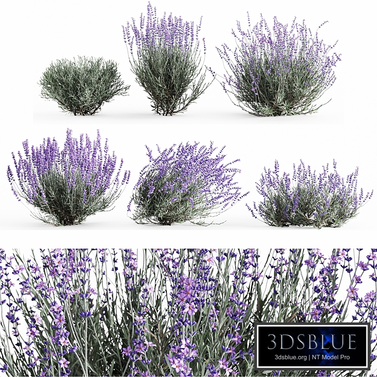 Set of lavender bushes (6 unique forms)