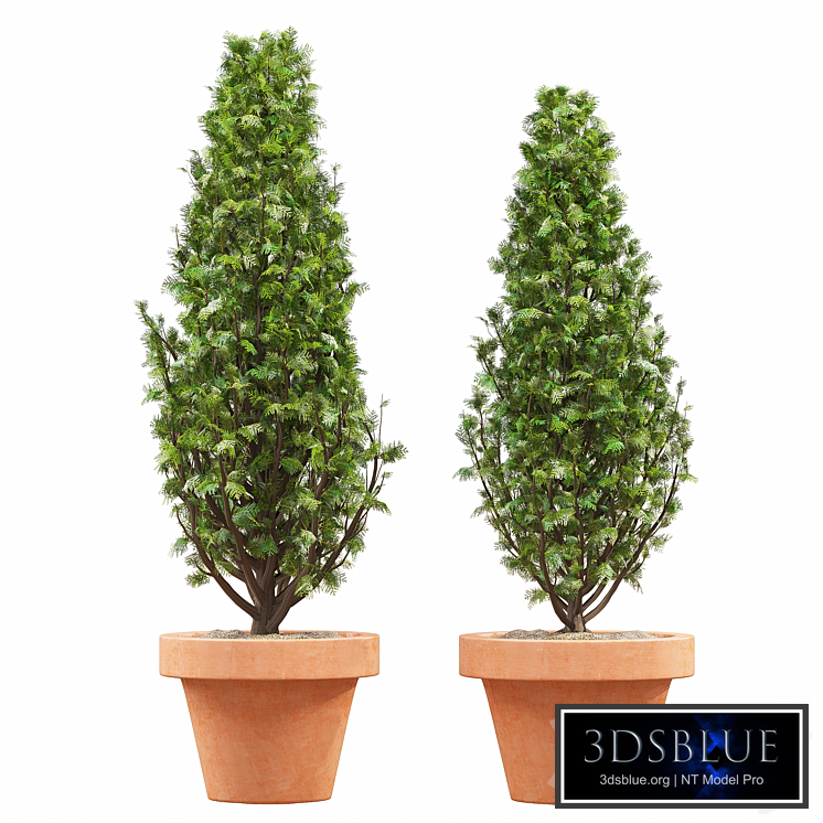 Vase Cypress