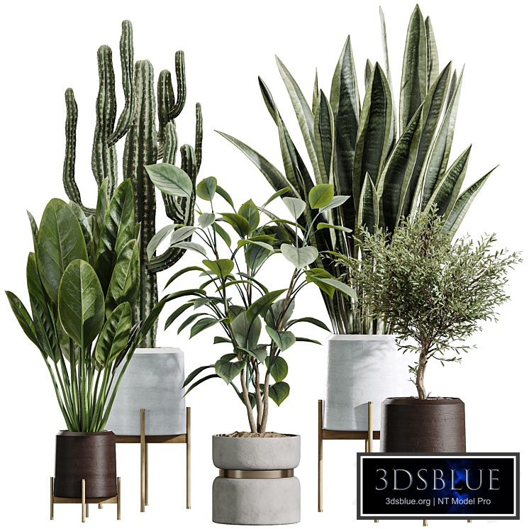 AV Indoor Plants Set 434 Olive Tree and Ficus lyrata and Ficus Beliza and Cactus Euphorbia and Sansevieria