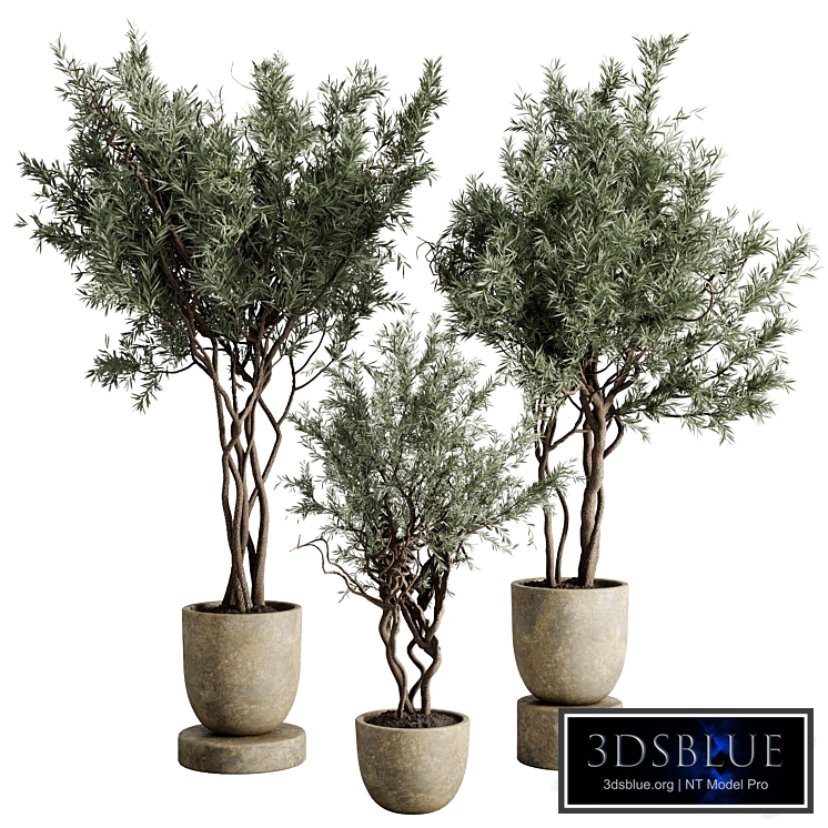 Olive Tree in a concrete pot - Indoor plant 731