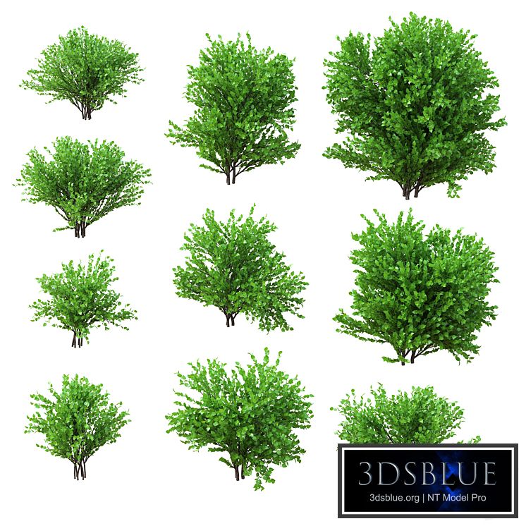 A set of bushes. 10 models. v2