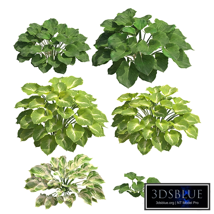 Hosta 02