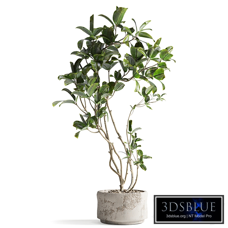 Indoor ficus plant in stone pot