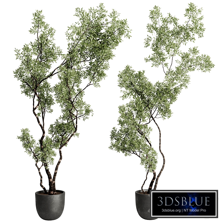 Tree Branch in a concrete pot - Indoor plant 760