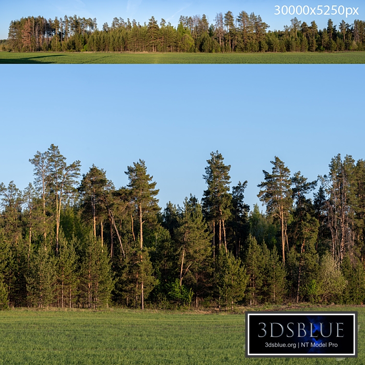 Panorama with coniferous trees. 30k