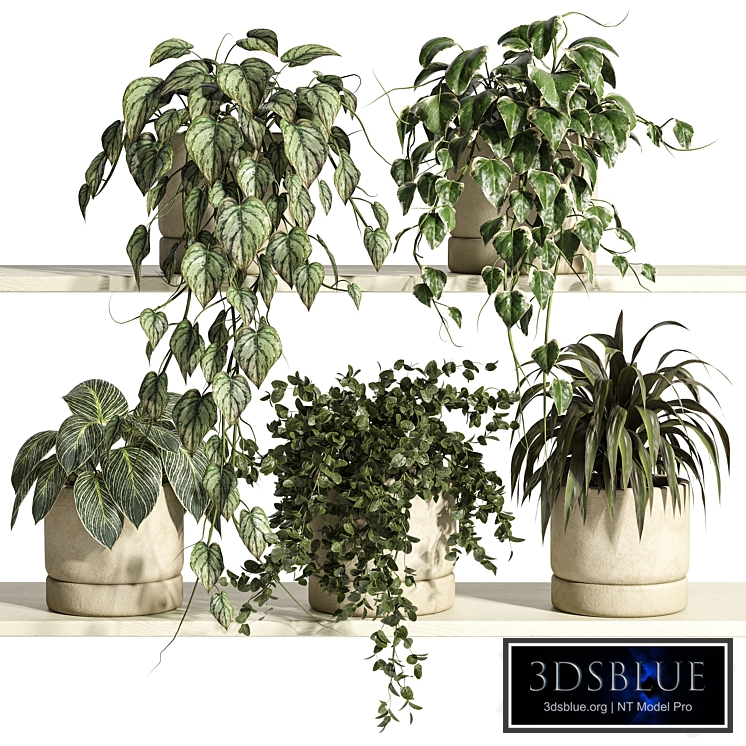 Plants on Shelf 38