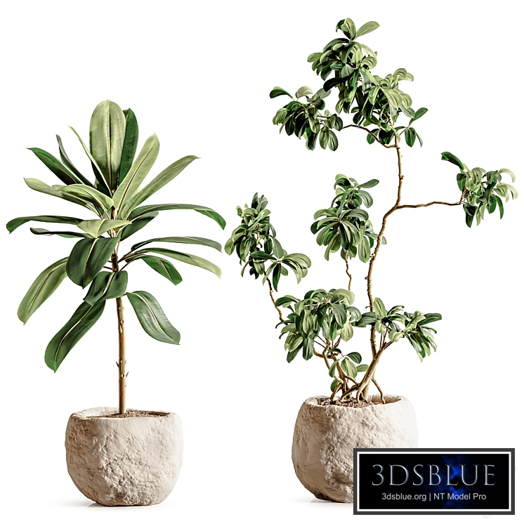 Indoor Plant Set 187