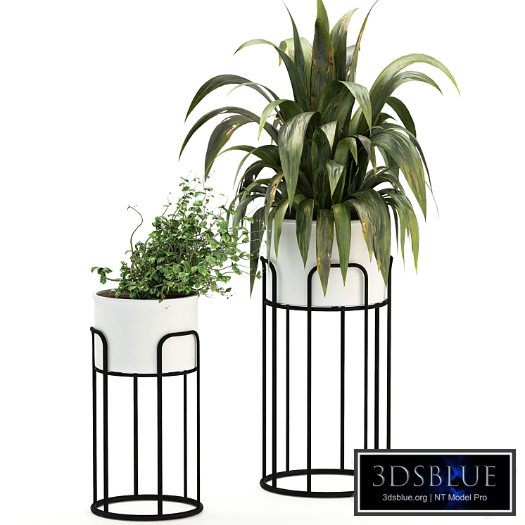 Plant Set 16