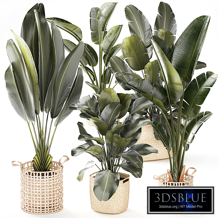 A collection of flowers in white wicker baskets and pots with Ravenala, Strelitzia, and Banana Palm. Plant set 1519.