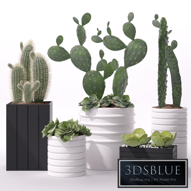 Contemporary houseplants 2