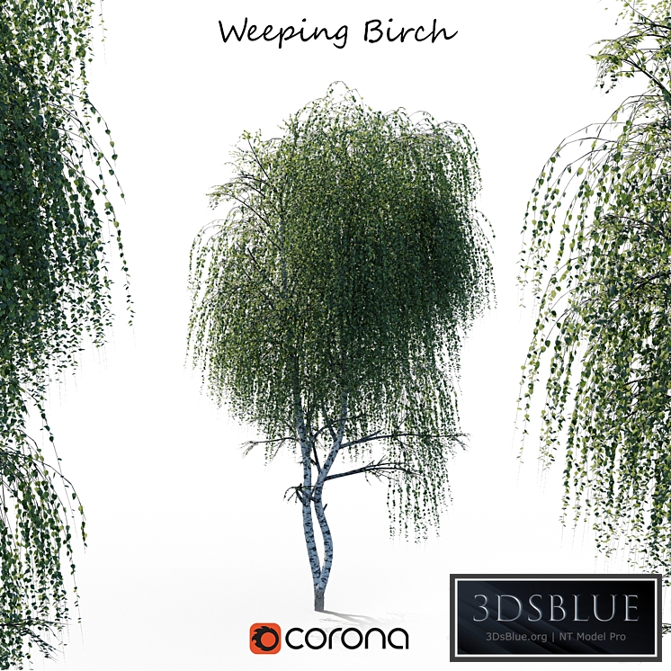 weeping Birch