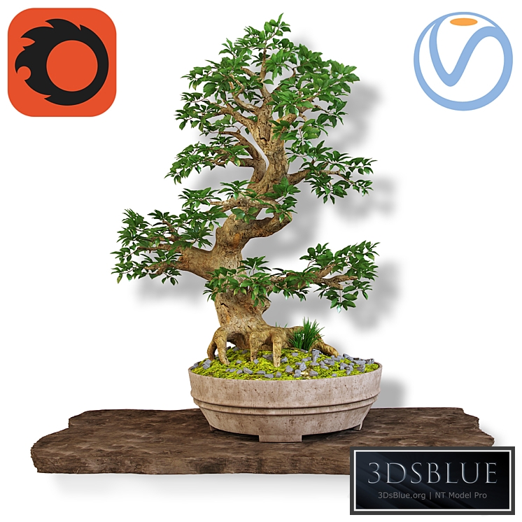 Bonsai