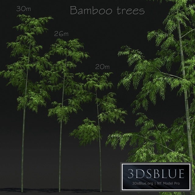 Bamboo Trees