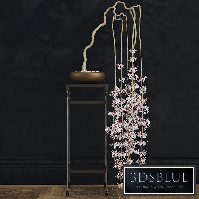 abeliophyllum bonsai