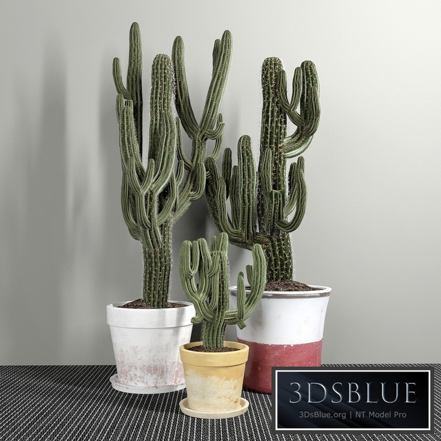 Set of Three Cactuses Carnegiea